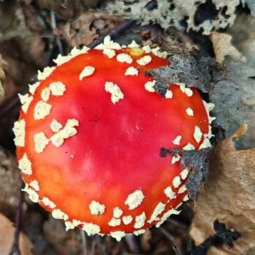 Balade aux champignons 2025